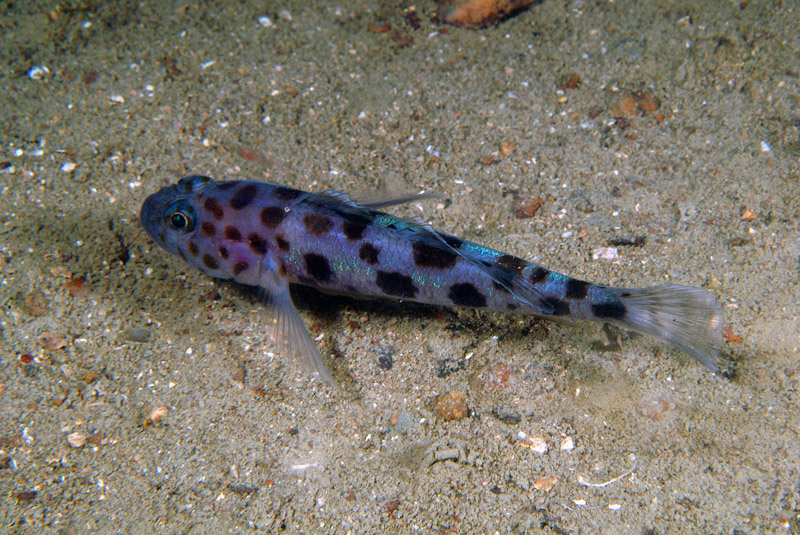 Thorogobius ephippiatus 07-08-09